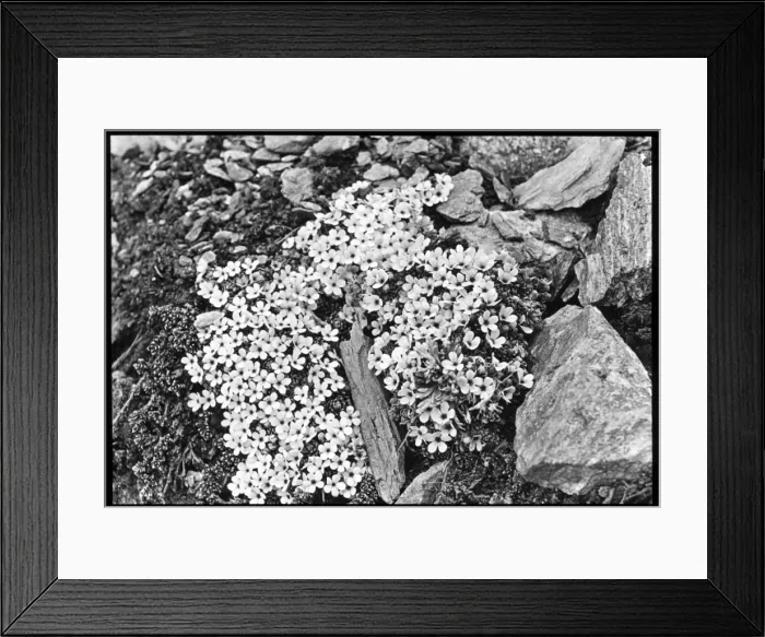 Framed Print : Androsace Glacialis Framed Print : Androsace Glacialis