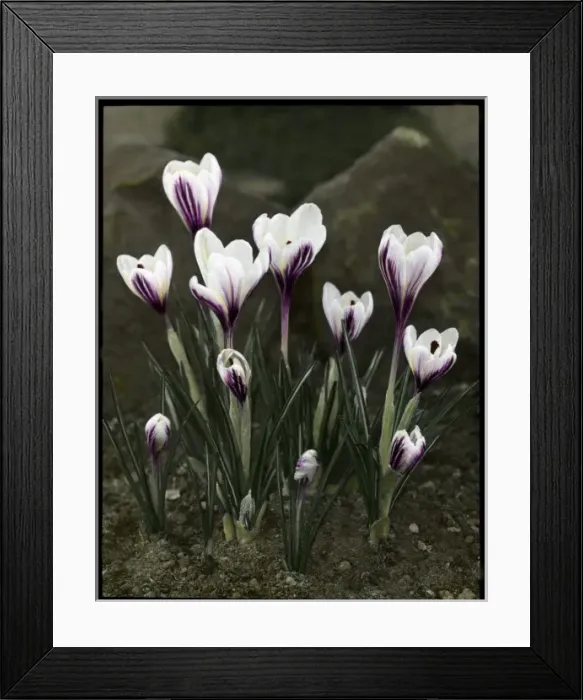 Framed Print : Crocus Versicolor Framed Print : Crocus Versicolor