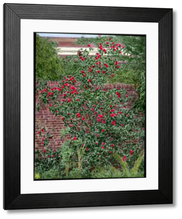 Framed Print : Camellia bush growing in a garden Framed Print : Camellia bush growing in a garden