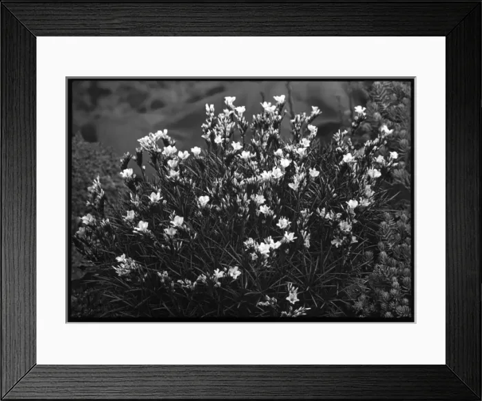 Framed Print : Acantholimon Glumaceum (Prickly Thrift) Framed Print : Acantholimon Glumaceum (Prickly Thrift)