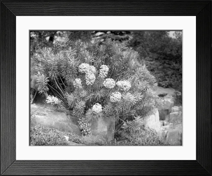 Framed Print : Euphorbia Wulfenii (Spurge, Milkweed) Framed Print : Euphorbia Wulfenii (Spurge, Milkweed)