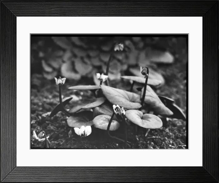 Framed Print : Cyclamen Europaeum (Purpurascens) Framed Print : Cyclamen Europaeum (Purpurascens)