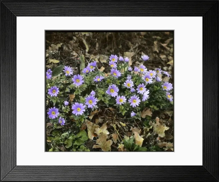Framed Print : Anemone Blanda or Windflower Framed Print : Anemone Blanda or Windflower