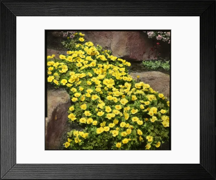 Framed Print : Ranunculus Montanus (Montana Buttercup) Framed Print : Ranunculus Montanus (Montana Buttercup)