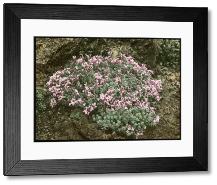 Framed Print : Asperula Suberosa (Woodruff) Framed Print : Asperula Suberosa (Woodruff)