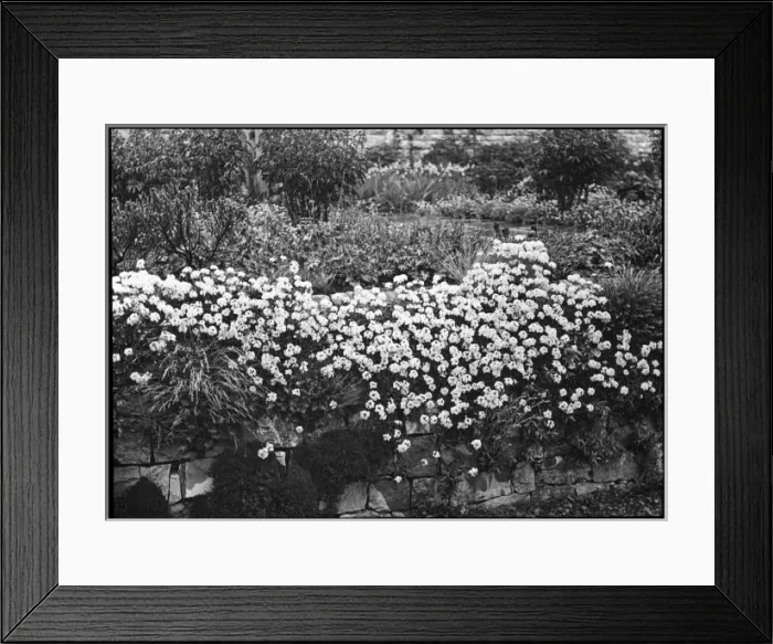 Framed Print : Androsace Sarmentosa Framed Print : Androsace Sarmentosa