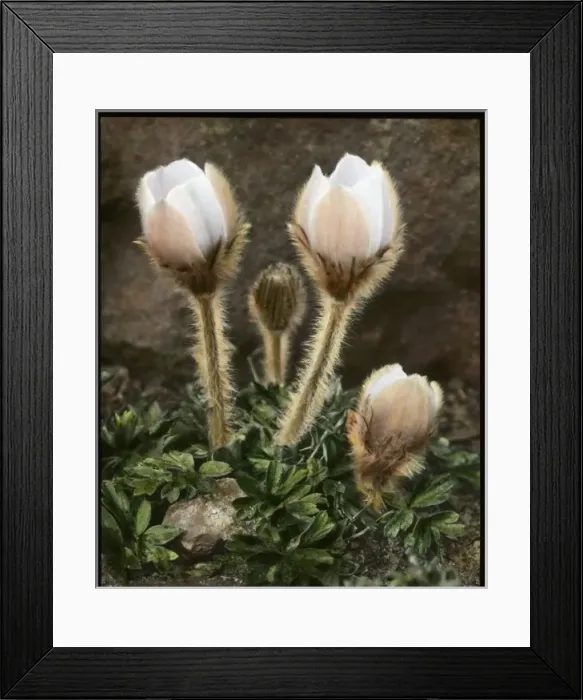 Framed Print : Anemone Vernalis (Pulsatilla Vernalis) Framed Print : Anemone Vernalis (Pulsatilla Vernalis)