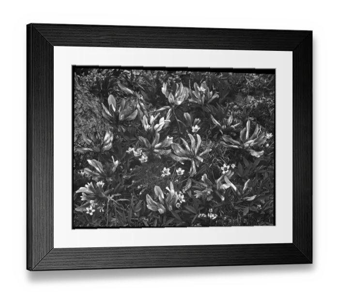 Framed Print : Trifolium Apinum (Alpine Clover) Framed Print : Trifolium Apinum (Alpine Clover)