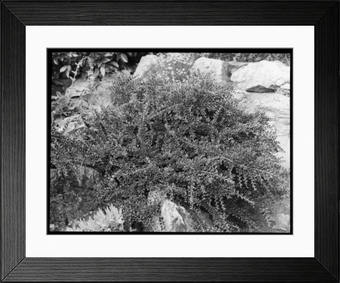 Framed Print : Cotoneaster Horizontalis Framed Print : Cotoneaster Horizontalis