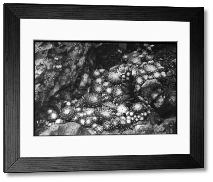 Framed Print : Sempervivum Arachnoideum Laggeri Framed Print : Sempervivum Arachnoideum Laggeri