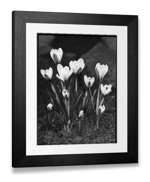 Framed Print : Crocus Versicolor Framed Print : Crocus Versicolor