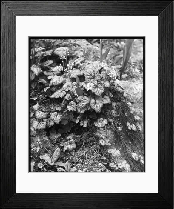 Framed Print : Tiarella Cordifolia (Foamflower) Framed Print : Tiarella Cordifolia (Foamflower)