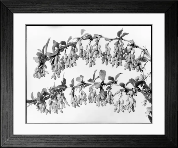 Framed Print : Two branches of Berberis Carvellii Framed Print : Two branches of Berberis Carvellii