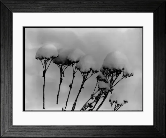 Framed Print : Sedum Spectabile (Ice Plant) in the snow