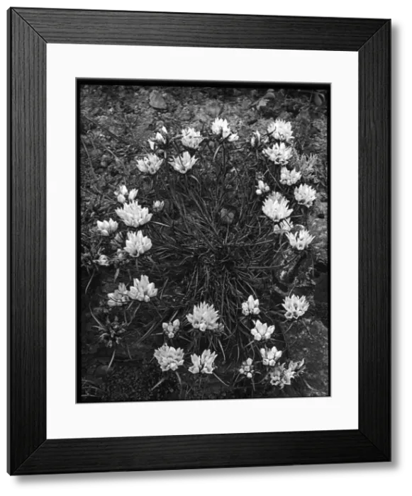 Framed Print : Edraianthus Dalmaticus (Dalmatian Rockbell) Framed Print : Edraianthus Dalmaticus (Dalmatian Rockbell)