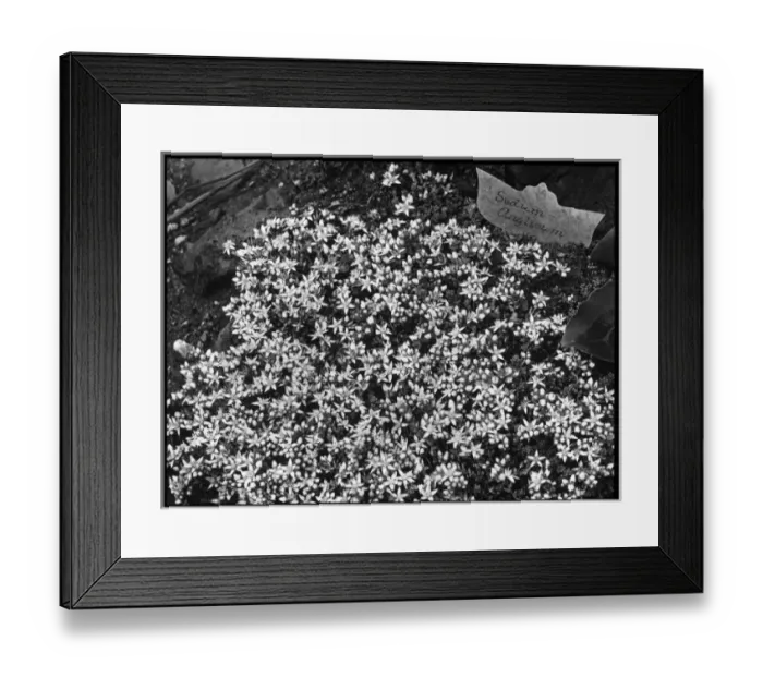 Framed Print : Sedum Anglicum (English Stonecrop) Framed Print : Sedum Anglicum (English Stonecrop)