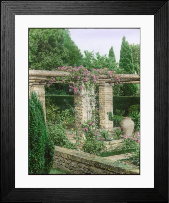 Framed Print : Roses in the garden at Abbotswood, Gloucestershire Framed Print : Roses in the garden at Abbotswood, Gloucestershire