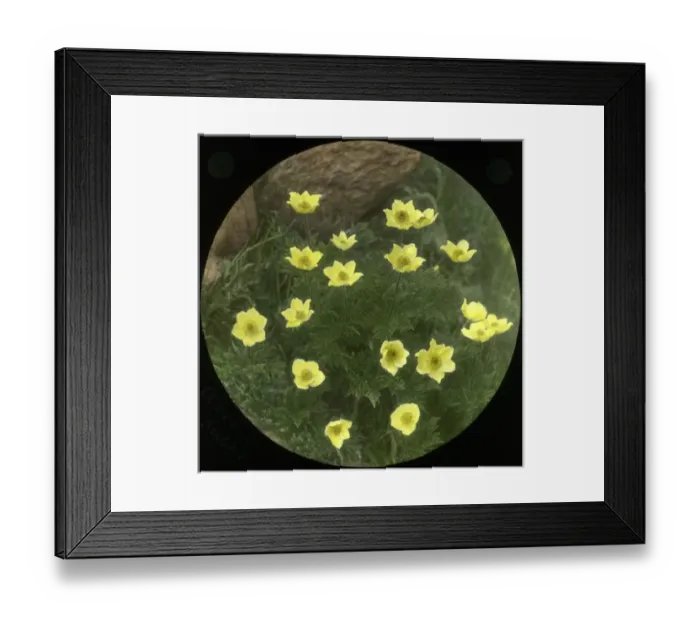 Framed Print : Anemone Obtusiloba Sulphurea Framed Print : Anemone Obtusiloba Sulphurea