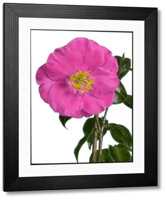 Framed Print : Camellia Hassai (Higo) Framed Print : Camellia Hassai (Higo)