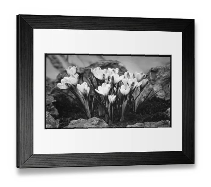 Framed Print : Crocus Versicolor in a rockery Framed Print : Crocus Versicolor in a rockery