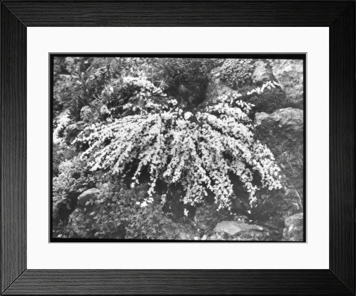 Framed Print : Cytisus Kimensis (Broom) Framed Print : Cytisus Kimensis (Broom)