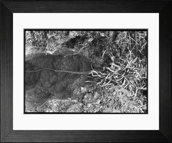 Framed Print : Armeria Plantaginea root Framed Print : Armeria Plantaginea root
