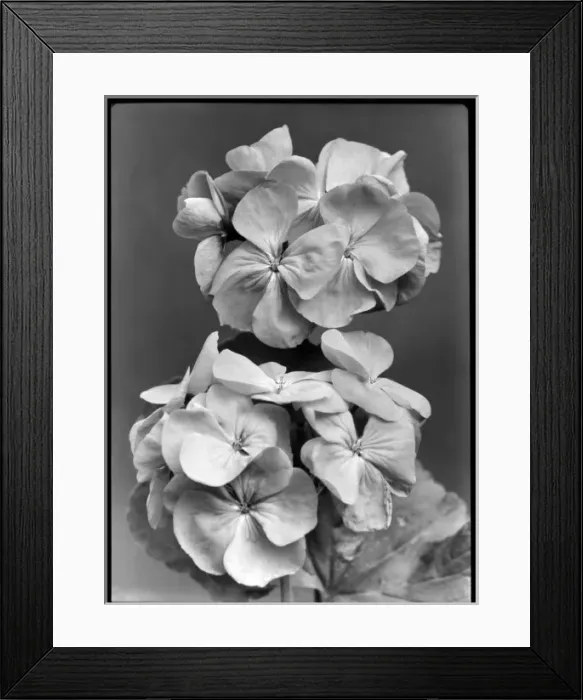 Framed Print : Pelargonium Sir Thomas Hanbury Framed Print : Pelargonium Sir Thomas Hanbury