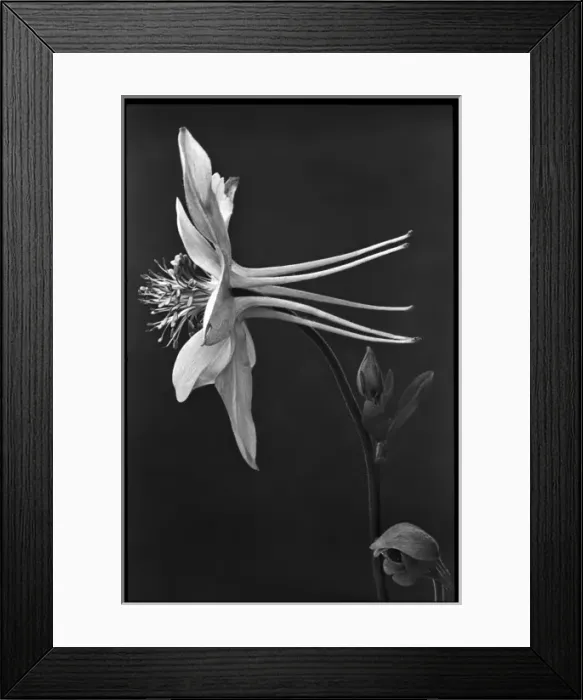 Framed Print : Aquilegia Caerulea (Colorado Blue Columbine) Framed Print : Aquilegia Caerulea (Colorado Blue Columbine)