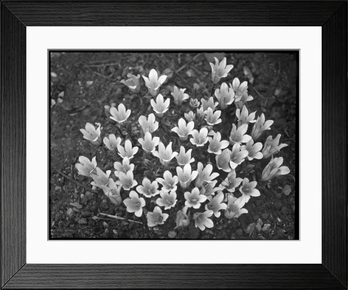 Framed Print : Edraianthus Pumilio (Rock Bells, Grassy Bells) Framed Print : Edraianthus Pumilio (Rock Bells, Grassy Bells)