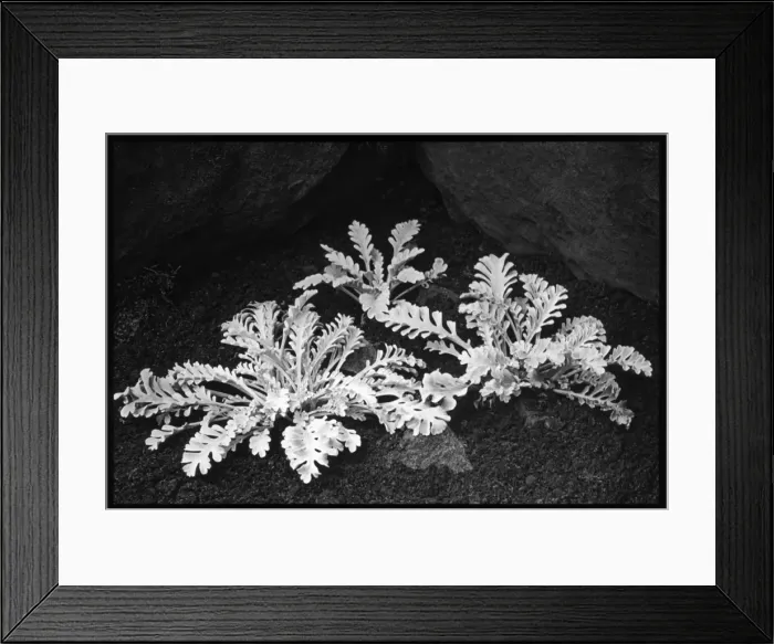 Framed Print : Senecio Incanus var. persoonii Framed Print : Senecio Incanus var. persoonii