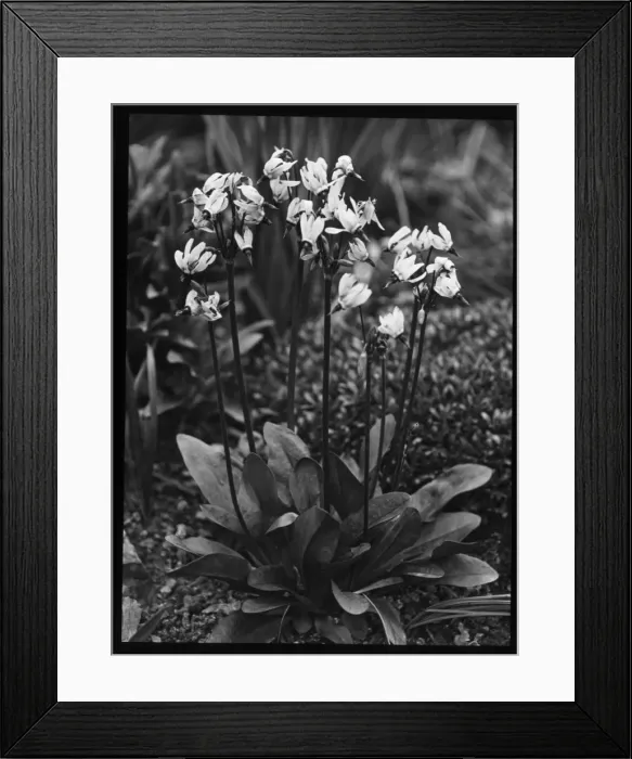 Framed Print : Dodecatheon Meadia Framed Print : Dodecatheon Meadia