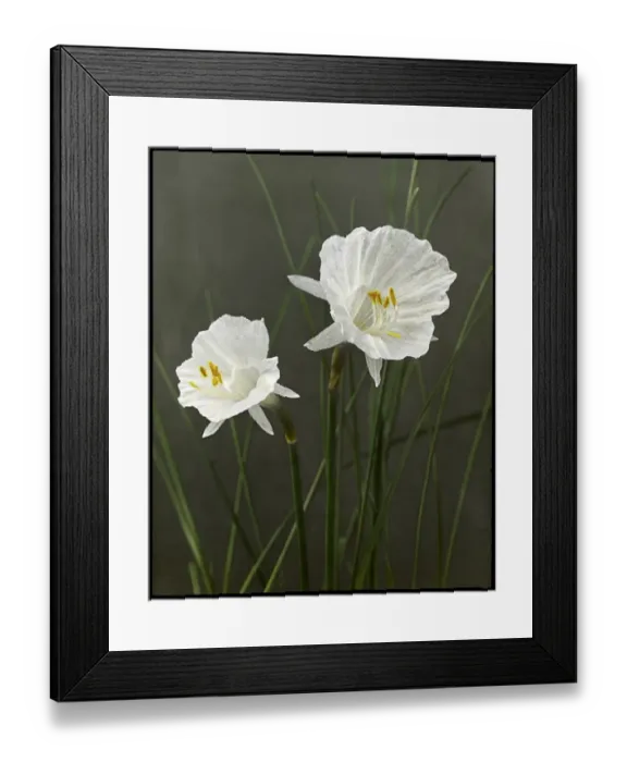 Framed Print : Narcissus Cantabricus Monophyllus Framed Print : Narcissus Cantabricus Monophyllus