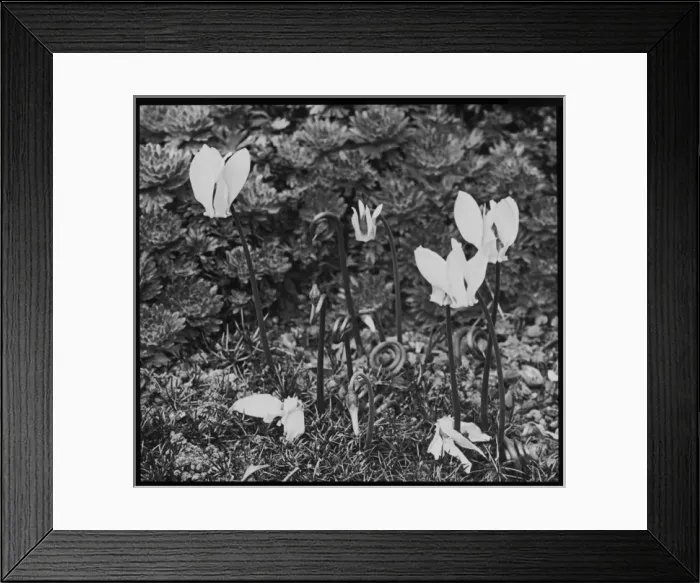 Framed Print : Cyclamen showing spiral seed stems
