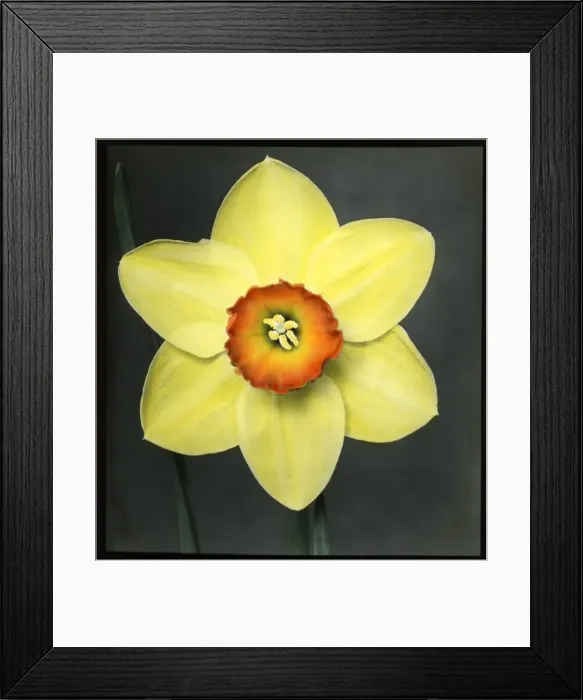 Framed Print : Narcissus Marksman Framed Print : Narcissus Marksman