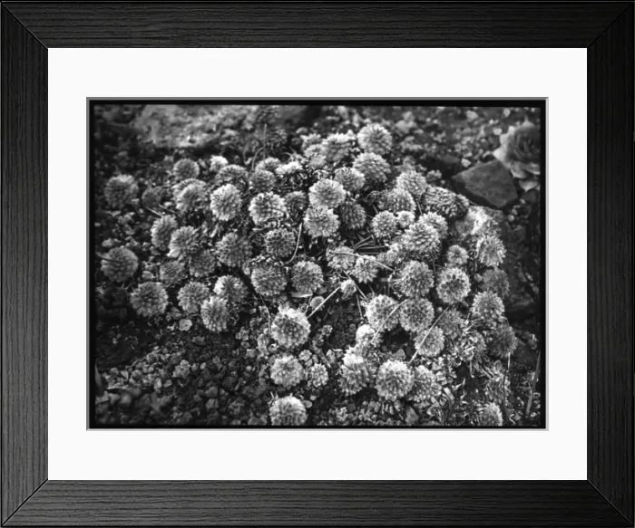 Framed Print : Androsace Chumbii (Chumbyi) in winter Framed Print : Androsace Chumbii (Chumbyi) in winter