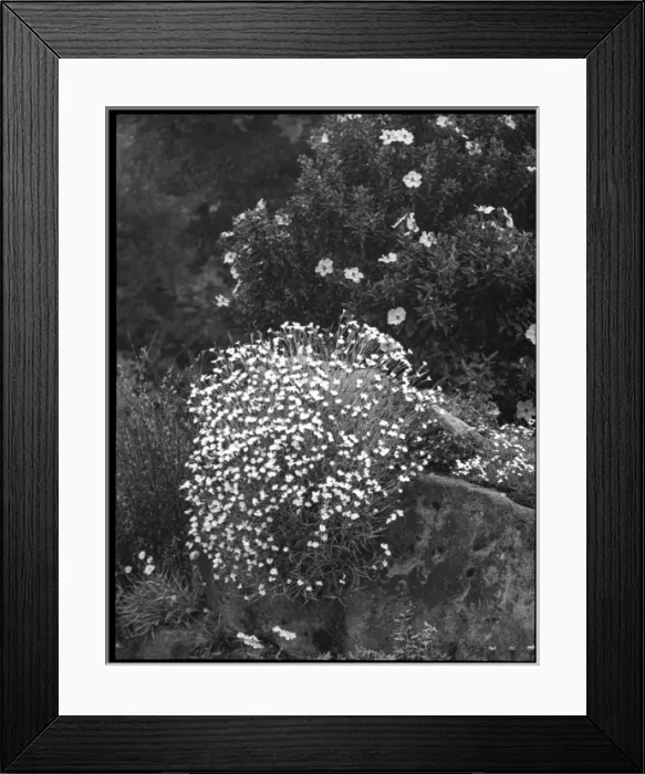 Framed Print : Cistus Villosus and Dianthus Hungaricus Framed Print : Cistus Villosus and Dianthus Hungaricus