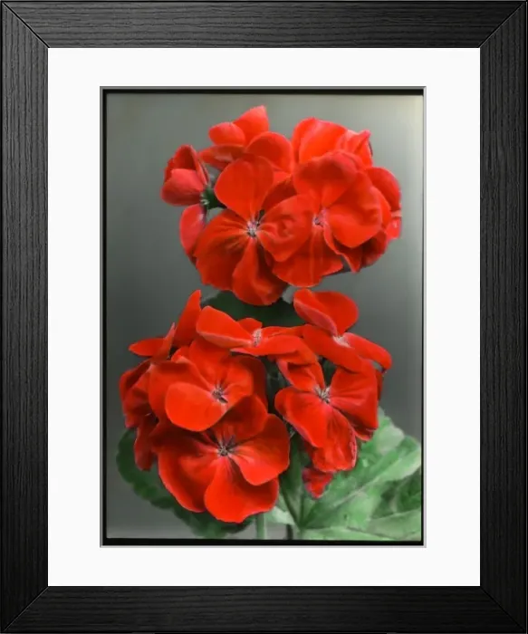 Framed Print : Pelargonium Sir Thomas Hanbury Framed Print : Pelargonium Sir Thomas Hanbury