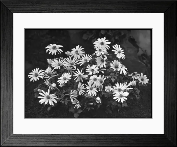 Framed Print : Anemone -- unidentified species