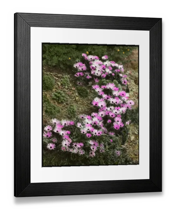Framed Print : Mesembryanthemum (Midday Flowering) Tricolor Framed Print : Mesembryanthemum (Midday Flowering) Tricolor