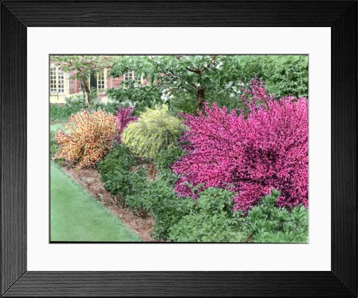Framed Print : Cytisus border (Broom) Framed Print : Cytisus border (Broom)