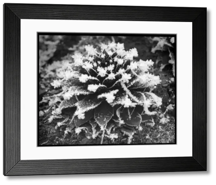 Framed Print : Sempervivum Arvernense Framed Print : Sempervivum Arvernense
