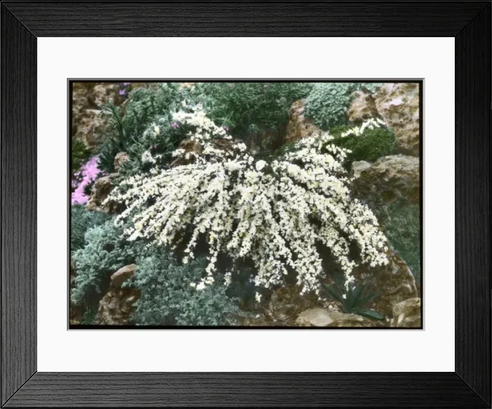 Framed Print : Cytisus Kimensis (Broom) Framed Print : Cytisus Kimensis (Broom)