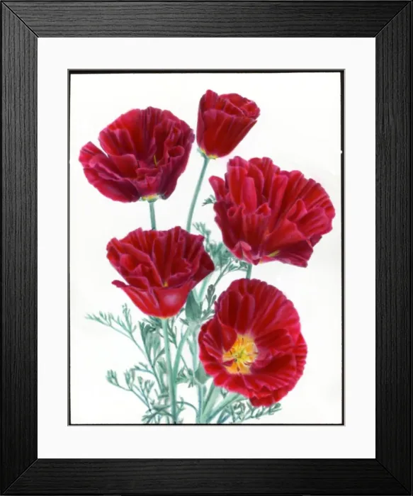 Framed Print : Eschscholzia Californica (Cherry Ripe Poppy) Framed Print : Eschscholzia Californica (Cherry Ripe Poppy)