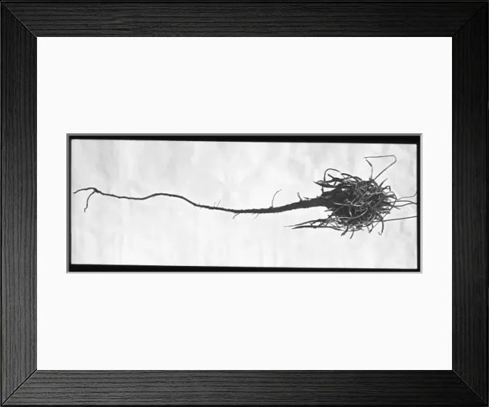 Framed Print : Armeria Plantaginea taproot Framed Print : Armeria Plantaginea taproot