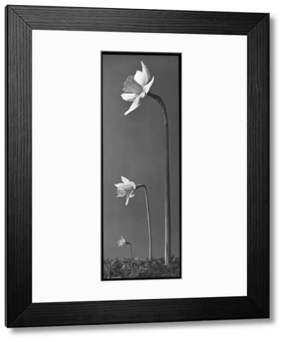 Framed Print : Narcissus (Daffodil) Framed Print : Narcissus (Daffodil)