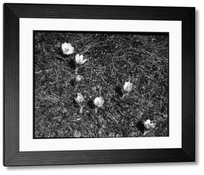 Framed Print : Anemone Vernalis (Pulsatilla Vernalis), Gummen Alps Framed Print : Anemone Vernalis (Pulsatilla Vernalis), Gummen Alps