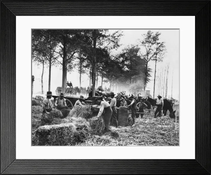 Framed Print : Soldiers cutting hay Framed Print : Soldiers cutting hay