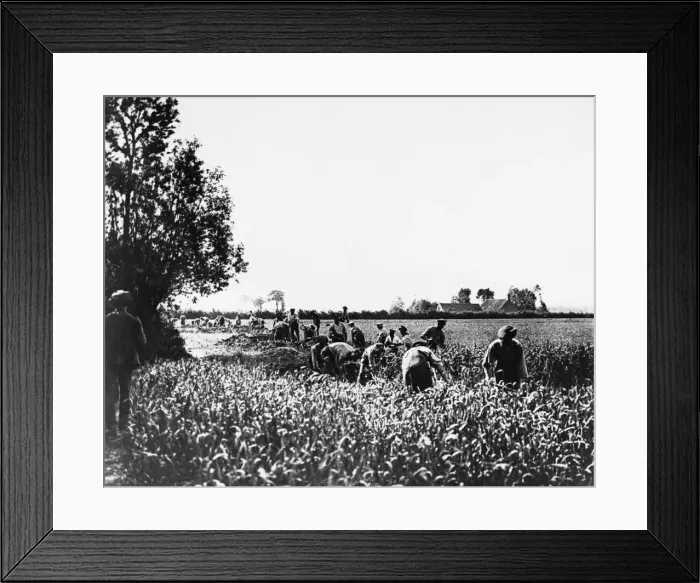 Framed Print : Digging trenches Framed Print : Digging trenches