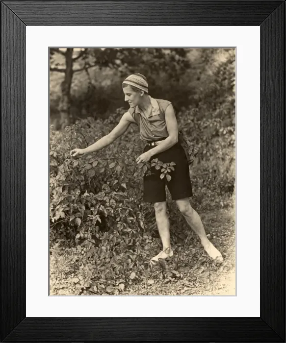 Framed Print : 1930s lady picking brambles Framed Print : 1930s lady picking brambles