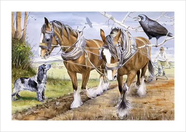 Farmer and team of working horses plough a field